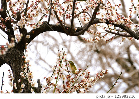 梅のお客さん・・めじろ 梅のお客さん・・めじろ 125992210