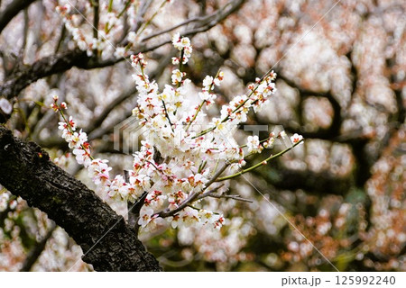 満開の梅 125992240