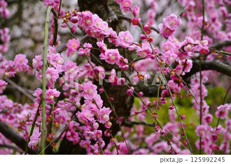 満開の梅 125992245
