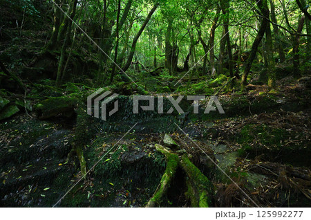 屋久島の苔むした森林を流れる渓流 屋久島の苔むした森林を流れる渓流 125992277