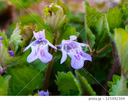 春の荒川河川敷に咲くカキドオシの花 春の荒川河川敷に咲くカキドオシの花 125992304