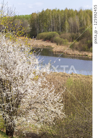 Landscape shot of the river among the blooming trees Landscape shot of the river among the blooming trees 125992455
