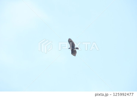 クマタカ 125992477