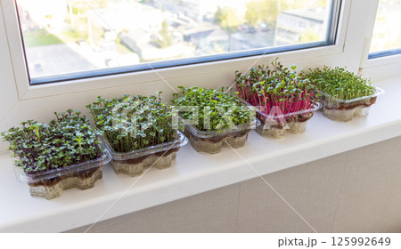 Freshly sprouted shoots of micro greens in the plastic containers on the jute mat. Placed on the windowsill in the balcony of the modern apartment 125992649