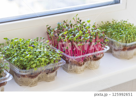 Freshly sprouted shoots of micro greens in the plastic containers on the jute mat. Placed on the windowsill in the balcony of the modern apartment 125992651