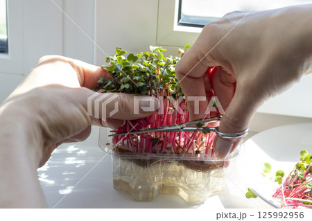 Woman cuts of the micro greens in the plastic container 125992956