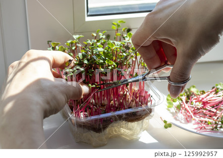 Woman cuts of the micro greens in the plastic container Woman cuts of the micro greens in the plastic container 125992957