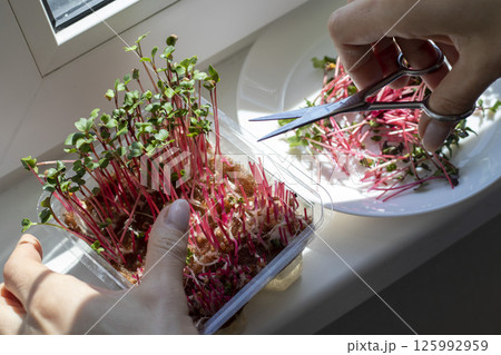 Woman cuts of the micro greens in the plastic container Woman cuts of the micro greens in the plastic container 125992959