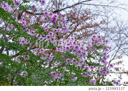 皇帝ダリア 皇帝ダリア 125993137