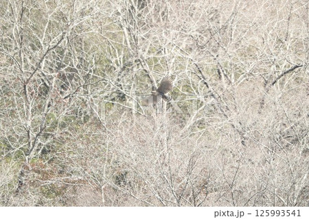 クマタカ クマタカ 125993541