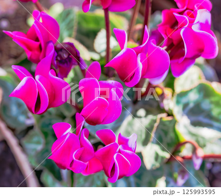 シクラメンの花2ー16 125993595