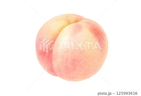 桃 イラスト 水彩 白桃 もも 桃 イラスト 水彩 白桃 もも 125993616