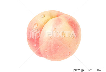 桃 イラスト 水彩 白桃 もも 125993620