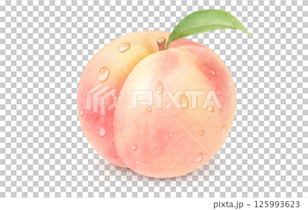 桃 イラスト 水彩 白桃 もも 125993623