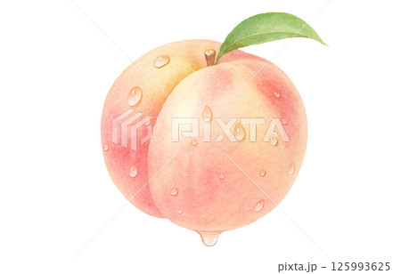 桃 イラスト 水彩 白桃 もも 桃 イラスト 水彩 白桃 もも 125993625