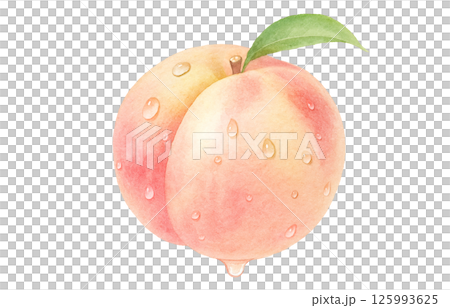 桃 イラスト 水彩 白桃 もも 桃 イラスト 水彩 白桃 もも 125993625