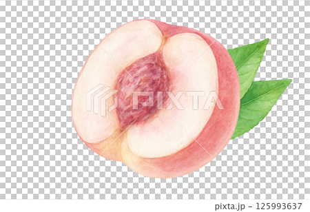 桃 イラスト 水彩 白桃 もも 桃 イラスト 水彩 白桃 もも 125993637