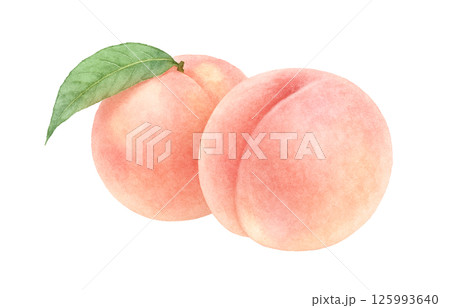 桃 イラスト 水彩 白桃 もも 125993640
