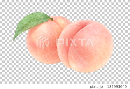 桃子插畫水彩白桃子 125993640