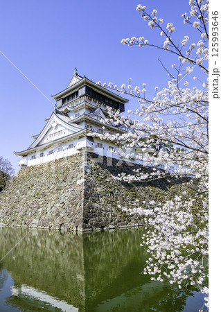 桜が見頃の美しい小倉城（福岡県北九州市） 125993646