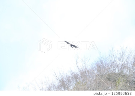 クマタカ クマタカ 125993658