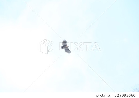 クマタカ 125993660