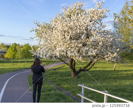 Shot of the trees in the garden blooming with leaves and flowers 125993716