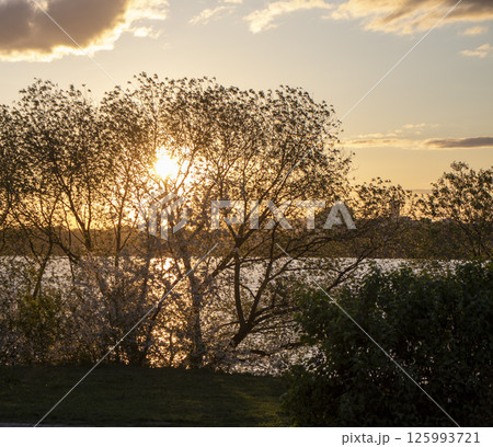 Shot of the trees in the garden blooming with leaves and flowers 125993721