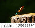 アオハダトンボ　三　2025 125993830