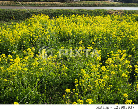 菜の花畑の風景 125993937