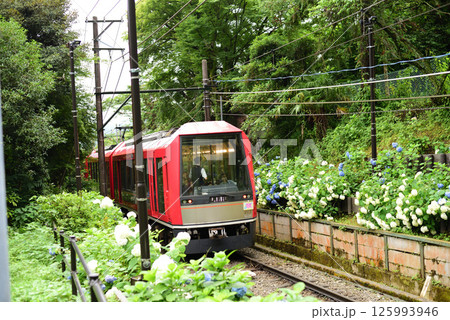 あじさい電車 あじさい電車 125993946