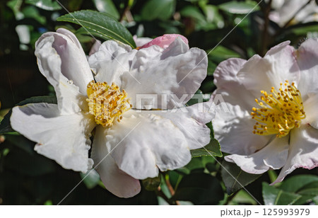 白い椿の花2ー2 白い椿の花2ー2 125993979