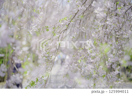 しだれ桜のある春の風景 125994011