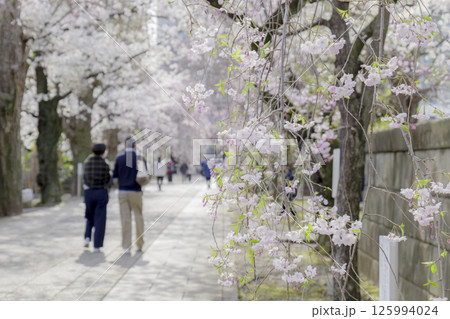 しだれ桜のある春の風景 125994024