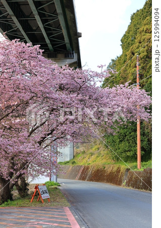 河津七滝の上条の桜 2 河津七滝の上条の桜 2 125994094