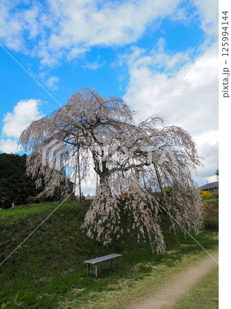 徳佐・直地のしだれ桜 徳佐・直地のしだれ桜 125994144