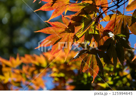 紅葉 青空に映えるオレンジ色のもみじ 紅葉 青空に映えるオレンジ色のもみじ 125994645