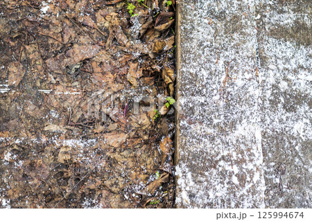 Wooden path walk in the park covered with frost 125994674