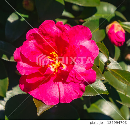 赤い椿の花2ー3 125994708