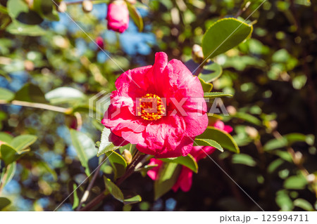 赤い椿の花2ー6 赤い椿の花2ー6 125994711