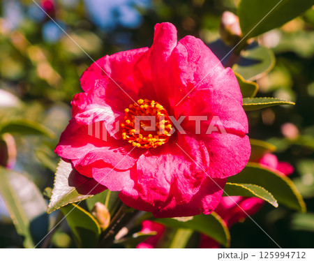 赤い椿の花2ー7 125994712