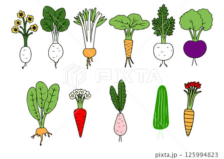 Variety of Root Vegetables Illustration 125994823