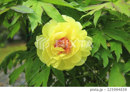 黄色のぼたん 黄色のぼたん 125994839