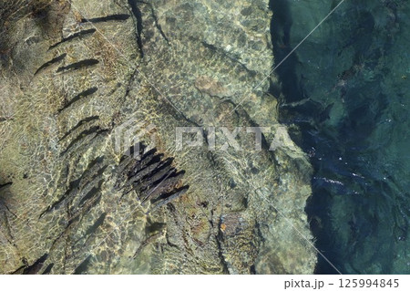 知床忠類川のサクラマス 125994845