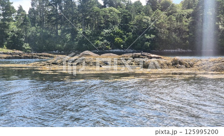Natural Landscape with Water, Seals and Trees Near a Lake under Cloudy Sky Natural Landscape with Water, Seals and Trees Near a Lake under Cloudy Sky 125995200