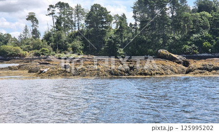 Natural Landscape with Water, Seals and Trees Near a Lake under Cloudy Sky 125995202
