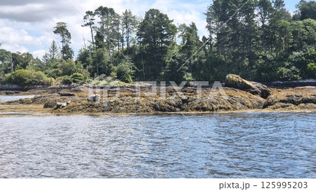 Natural Landscape with Water, Seals and Trees Near a Lake under Cloudy Sky 125995203