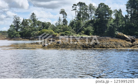 Natural Landscape with Water, Seals and Trees Near a Lake under Cloudy Sky 125995205