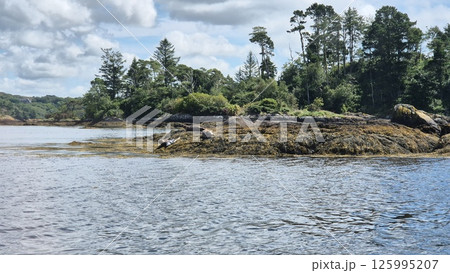 Natural Landscape with Water, Seals and Trees Near a Lake under Cloudy Sky 125995207