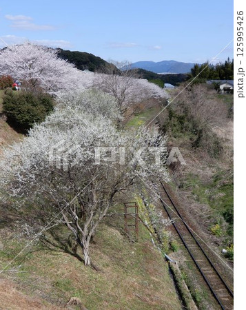 赤村の桜(福岡県) 赤村の桜(福岡県) 125995426